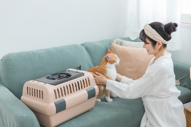 ケージから出てきた猫の写真