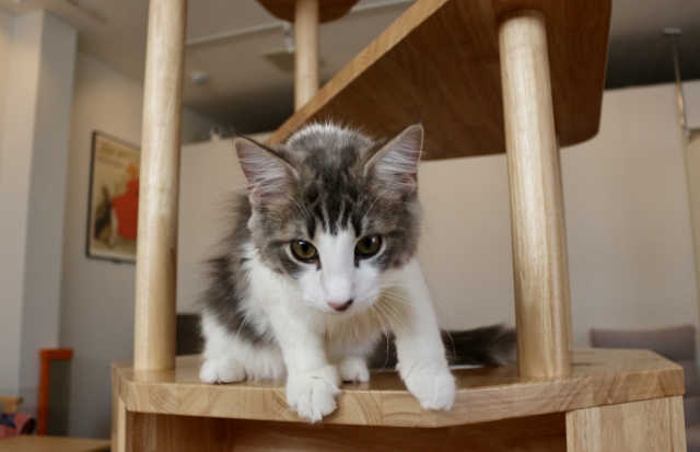 キャットタワーに乗っている猫の写真