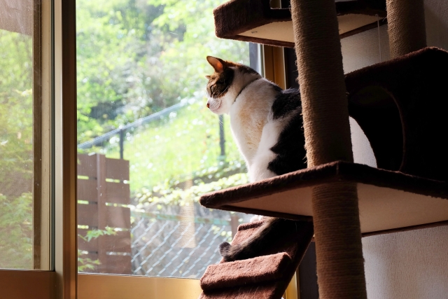 キャットタワーの上で外を見ている猫の写真