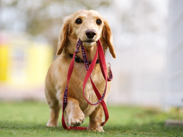 ロープを加えている犬の写真