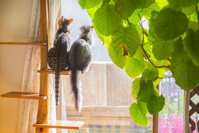 キャットタワーに乗る2匹の猫の写真
