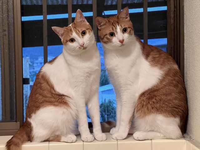 首をかしげている猫の写真