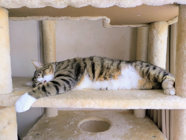 キャットタワーで寝ている猫の写真