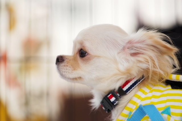犬の横顔の写真